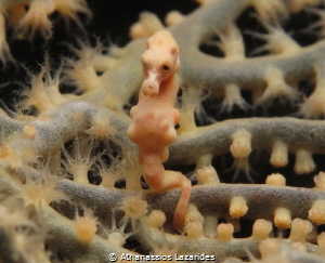 Pigmy sea-horse by Athanassios Lazarides 